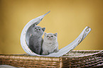 2 British Shorthair Kitten