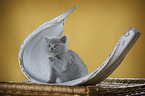 British Shorthair Kitten