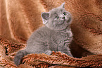 British Shorthair Kitten