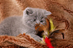 British Shorthair Kitten