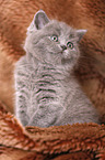 British Shorthair Kitten