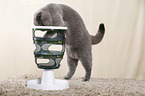 playing British Shorthair