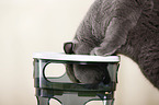 playing British Shorthair