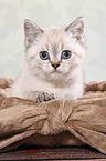 British Shorthair Kitten