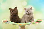 2 British Shorthair Kitten