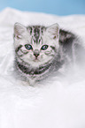 British Shorthair Kitten