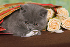 British Shorthair Kitten