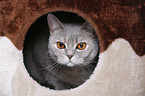 British Shorthair in hole