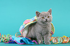 British Shorthair Kitten