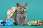 British Shorthair Kitten