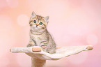 sitting British Shorthair Kitten