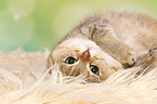 lying British Shorthair