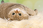 lying British Shorthair