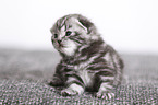 2 weeks old british shorthair kitten