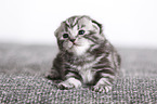 2 weeks old british shorthair kitten