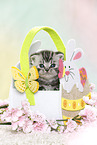 British Shorthair Kitten at easter