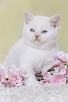 British Shorthair Kitten