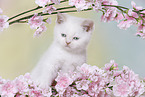 British Shorthair Kitten