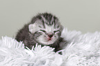 newborn british shorthair kitten