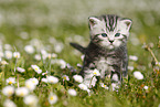 British Shorthair Kitten in the countryside