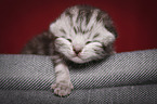 British Shorthair Baby