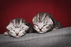 2 British Shorthair Babies