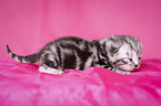 newborn British Shorthair kitten