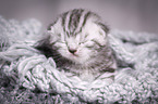 young British Shorthair Kitten