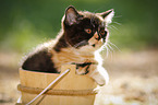 British Shorthair Kitten