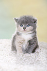 British Shorthair Kitten