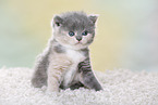 British Shorthair Kitten