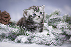 British Shorthair Kitten