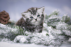 British Shorthair Kitten