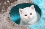 British Shorthair Kitten