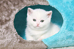 British Shorthair Kitten