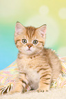 British Shorthair Kitten