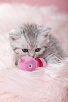 British Shorthair Kitten