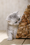 British Shorthair Kitten