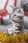 British Shorthair Kitten