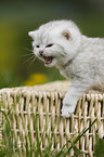 British Shorthair Kitten