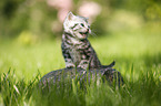 meowing british shorthair kitten