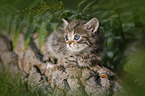 British shorthair kitten between fern