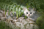 British shorthair kitten between fern