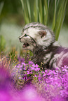 meowing British Shorthair kitten