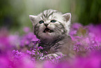 meowing British Shorthair kitten