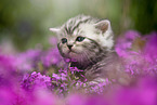 British Shorthair Kitten