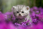 sitting British Shorthair Kitten