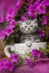 British shorthair kitten between flowers