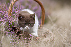 British Shorthair kitten in the heathland