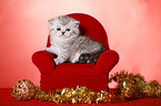 sitting British Shorthait kitten